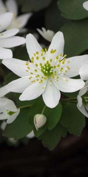 ANEMONELLA thalictroides White