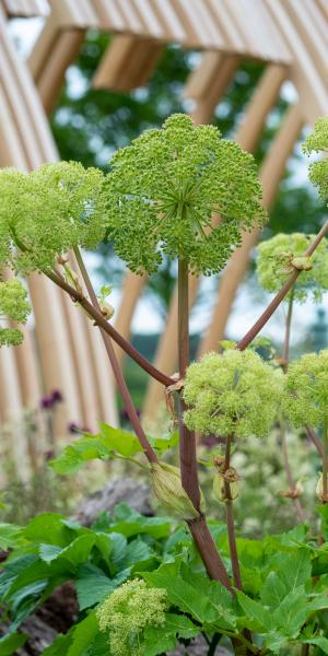 ANGELICA archangelica