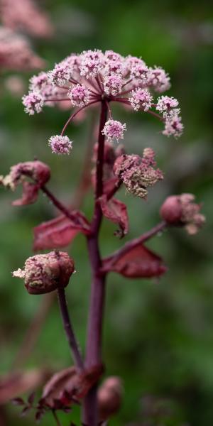 ANGELICA sylvestris 'Ebony' 