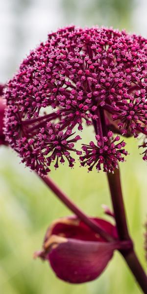 ANGELICA gigas