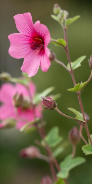 ANISODONTEA 'El Rayo'