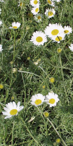 ANTHEMIS punctata ssp. cupaniana 'Nana'