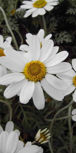 ANTHEMIS punctata ssp.cupaniana 