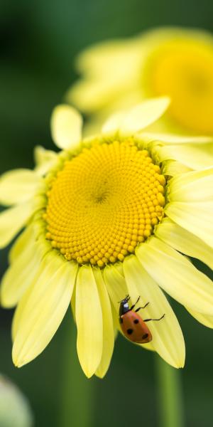 ANTHEMIS tinctoria 'E.C. Buxton'