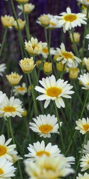 Anthemis tinctoria 'Sauce Hollandaise'