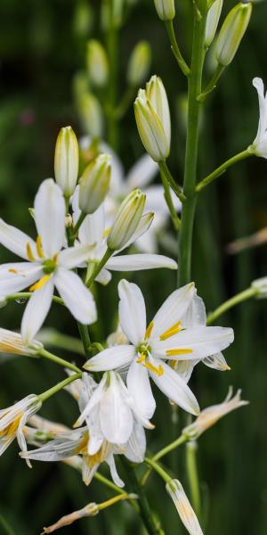 ANTHERICUM liliago