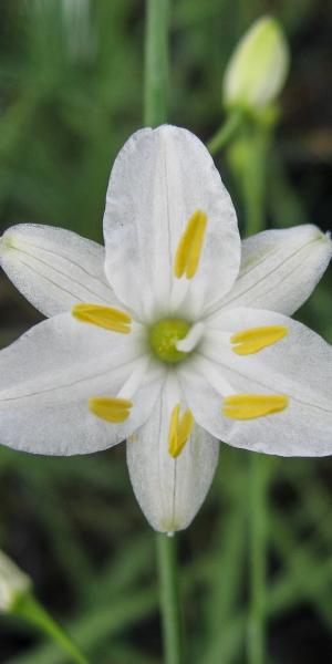 ANTHERICUM ramosum