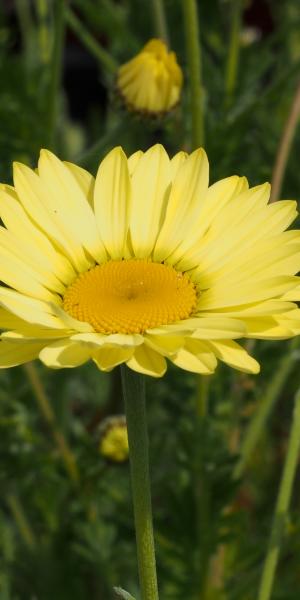 ANTHEMIS tinctoria 'E.C. Buxton'