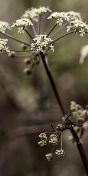 ANTHRISCUS sylvestris 'Ravenswing'