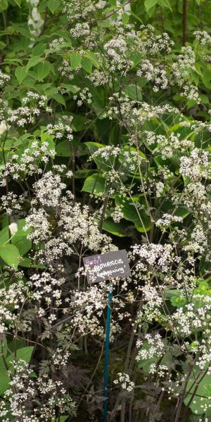 ANTHRISCUS sylvestris 'Ravenswing'