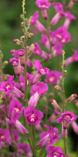 ANTIRRHINUM 'Pretty in Pink' 