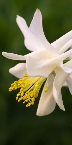 AQUILEGIA 'Dove' 