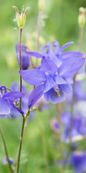 AQUILEGIA 'Hensol Harebell' 