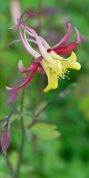 AQUILEGIA 'McKana Group'