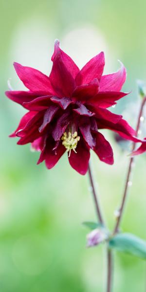 AQUILEGIA vulgaris var. stellata 'Ruby Port'