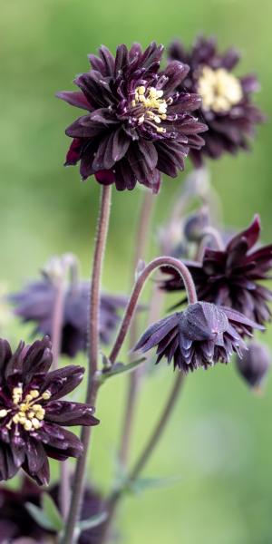 AQUILEGIA vulgaris var. stellata 'Black Barlow'