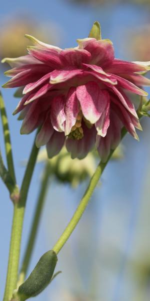 AQUILEGIA vulgaris var. stellata 'Nora Barlow' (Barlow Series)