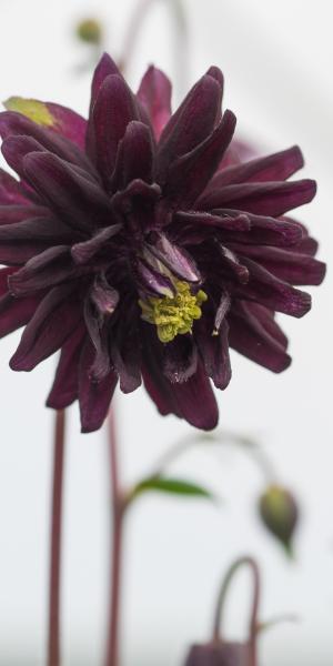 AQUILEGIA vulgaris var. stellata 'Black Barlow'
