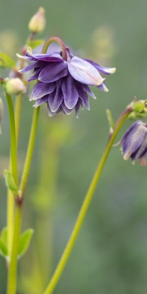 AQUILEGIA vulgaris var. stellata 'Christa Barlow'