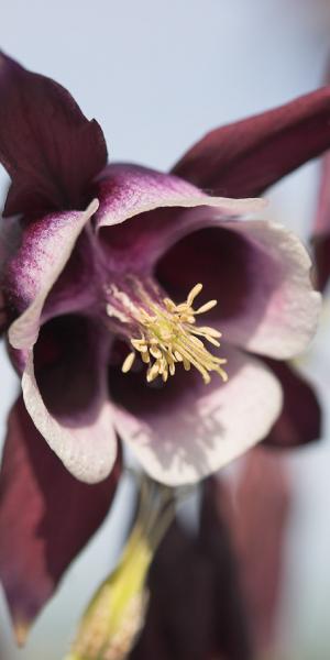 AQUILEGIA vulgaris 'William Guinness'