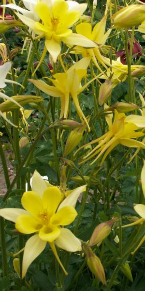 AQUILEGIA vulgaris Yellow