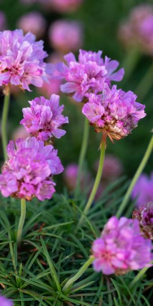 ARMERIA juniperifolia 'Bevan's Var'