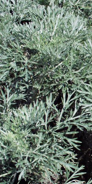 ARTEMISIA 'Powis Castle'