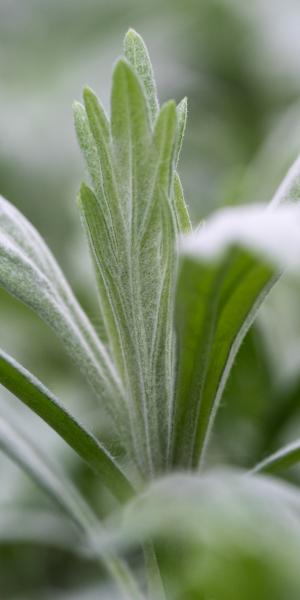 ARTEMISIA ludoviciana 'Valerie Finnis' 