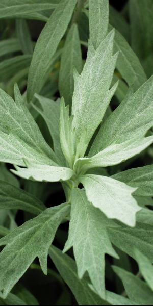 ARTEMISIA ludoviciana 'Valerie Finnis' 