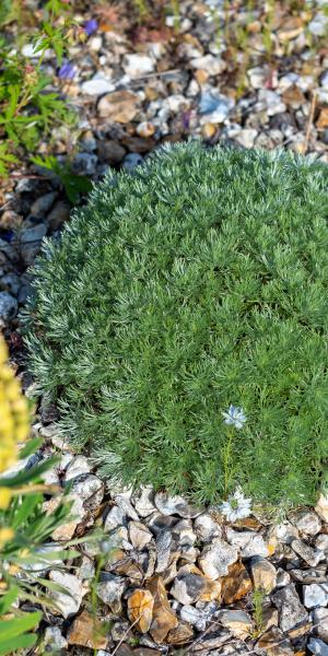 ARTEMISIA schmidtiana 'Nana' 