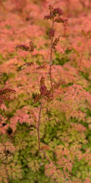 ARUNCUS aethusifolius 