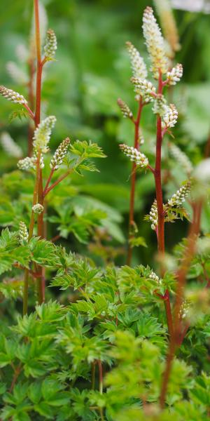 ARUNCUS aethusifolius 