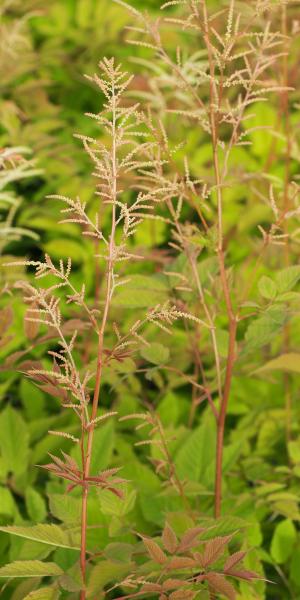 ARUNCUS dioicus 