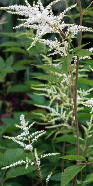 ARUNCUS dioicus 