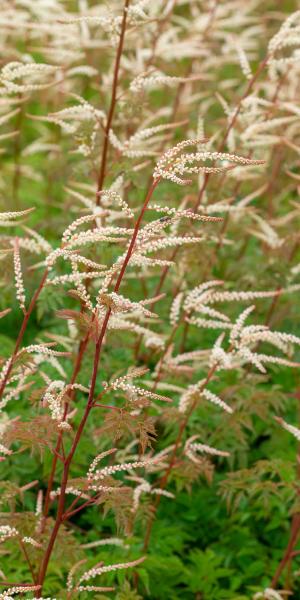 ARUNCUS 'Horatio'