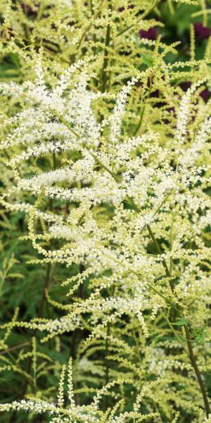 ARUNCUS dioicus 'Kneiffii'