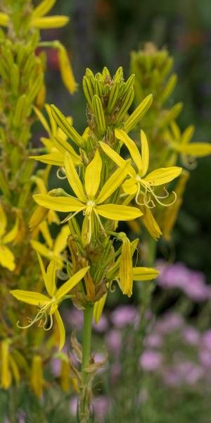 ASPHODELINE lutea