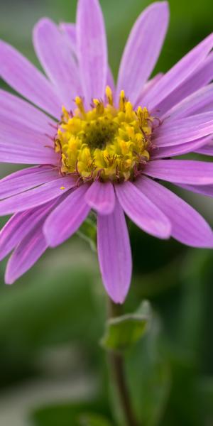 ASTER amellus 'Rosa Erfullung' (Pink Zenith)