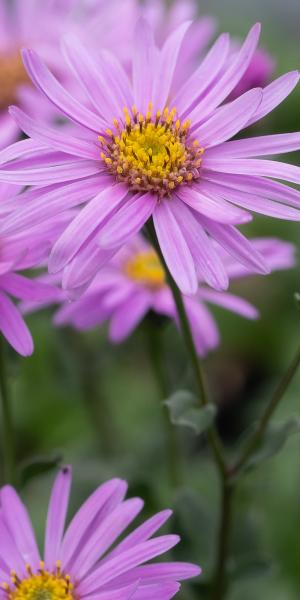 ASTER amellus 'Rosa Erfullung' (Pink Zenith) 