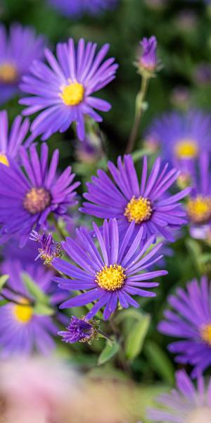 ASTER amellus 'Sonora'