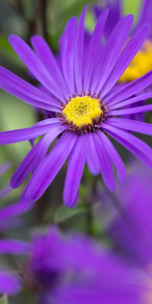 ASTER amellus 'Sonora'