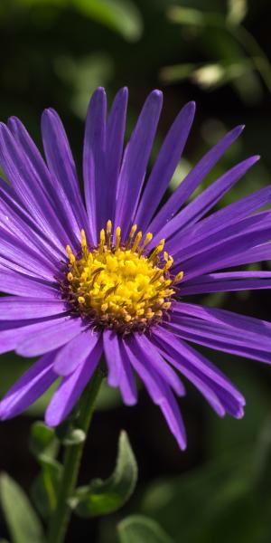 ASTER amellus 'Veilchenkonigin' 