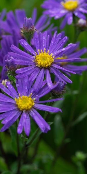 ASTER amellus 'Veilchenkonigin' 