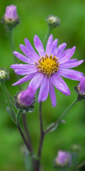 ASTER amellus Dark Pink