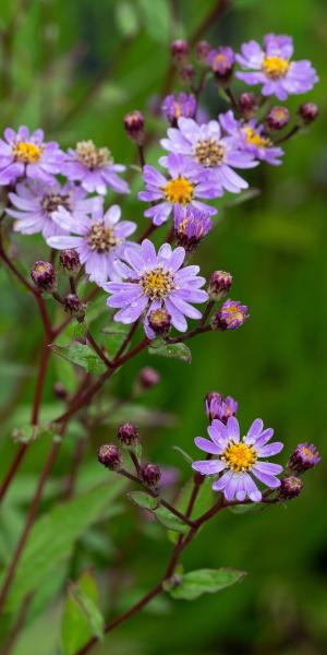 ASTER trifoliatus subsp. ageratoides 'Harry Smith'