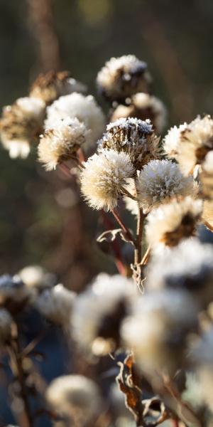 ASTER amellus 'King George' 