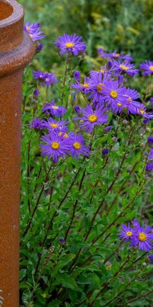 ASTER amellus 'King George' 