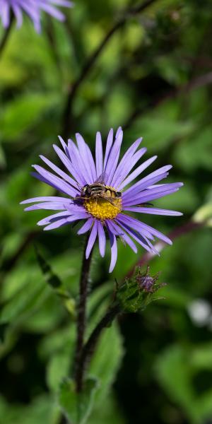 ASTER penduncularis