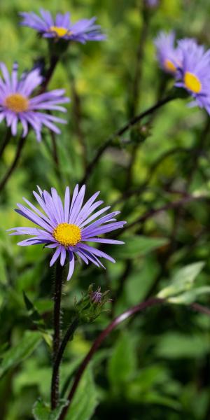 ASTER penduncularis