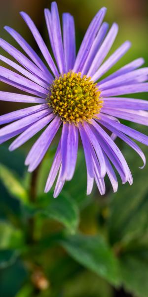 ASTER penduncularis